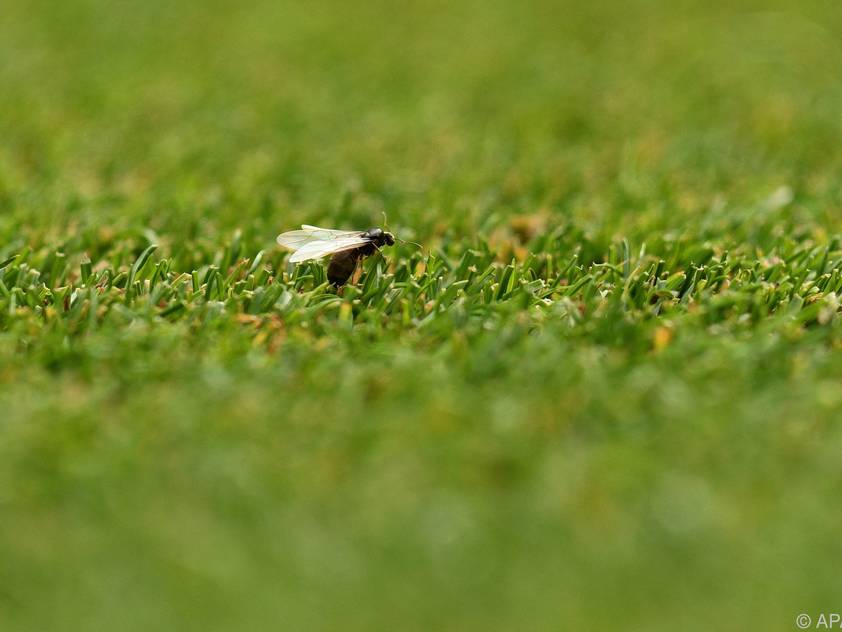 Fliegende Ameisen machen auch vor schön geschnittenem Rasen nicht Halt