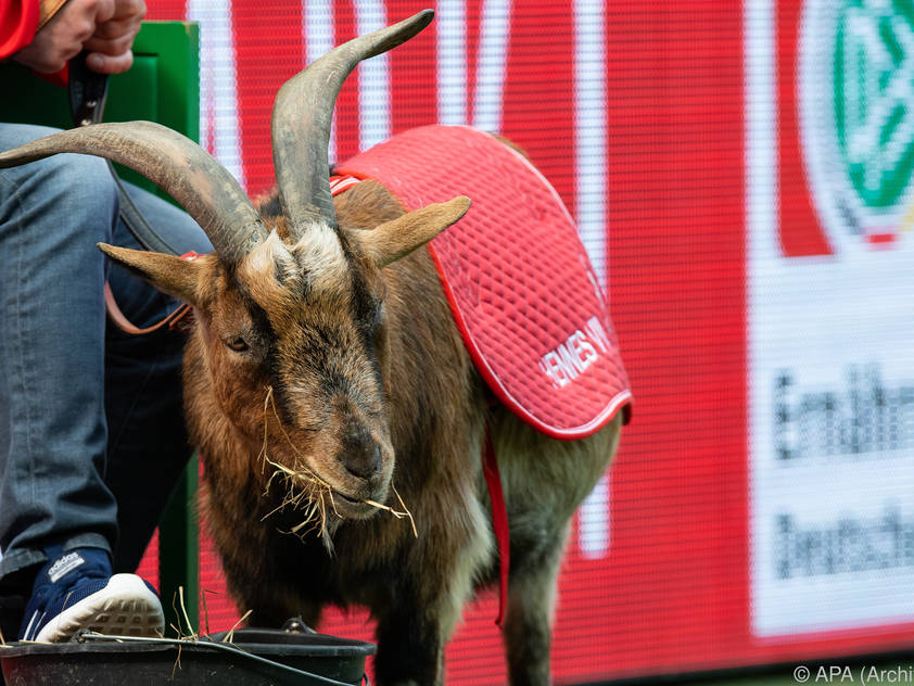 In Köln regiert derzeit Hennes IX.