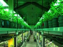 Die Wärmelampen beim Cannabis-Anbau haben ein besonderes Farbspektrum.