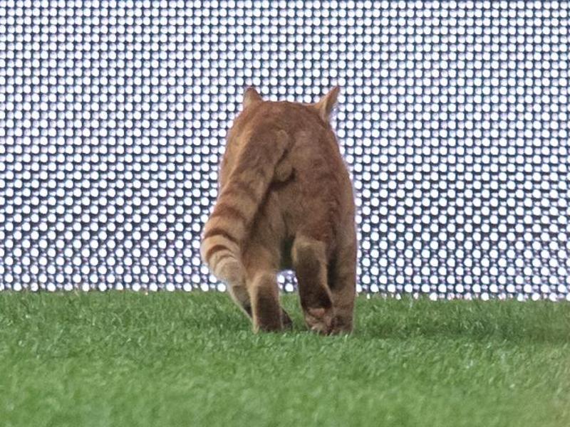 Beim Champions-League-Spiel in Istanbul verirrte sich eine Katze auf das Spielfeld