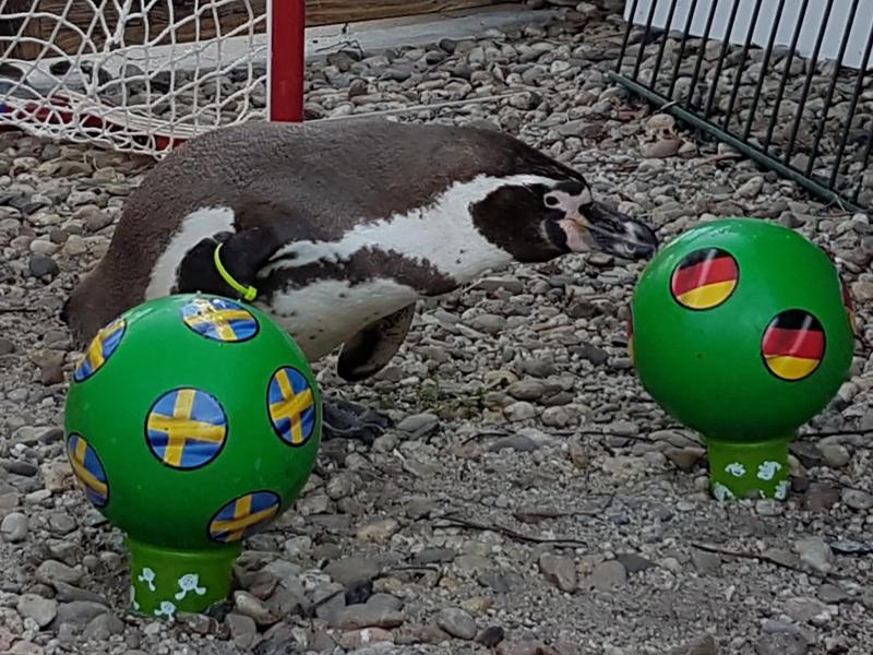 Pinguin Flocke aus dem Spreewald tippt auf einen Ball mit der deutschen Fahne