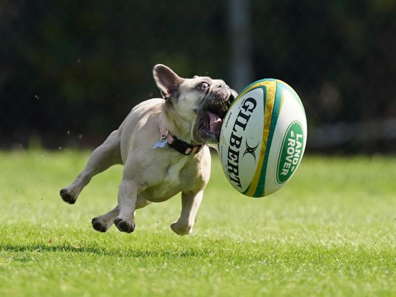 Auch im Rugby wird wegen der Coronavirus-Pandemie nicht gespielt. Foto: Michael Dodge/AAP/dpa Auch im Rugby wird wegen der Coronavirus-Pandemie nicht gespielt. Foto: Michael Dodge/AAP/dpa