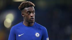 Callum Hudson-Odoi will wohl zum FC Bayern wechseln