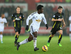 Wilfried Bony in balbezit namens Swansea City in de wedstrijd tegen Tottenham Hotspur. (14-12-14)
