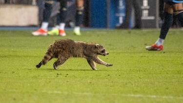 Die MLS-Stars staunten nicht schlecht, als sie den Waschbär auf dem Feld sahen