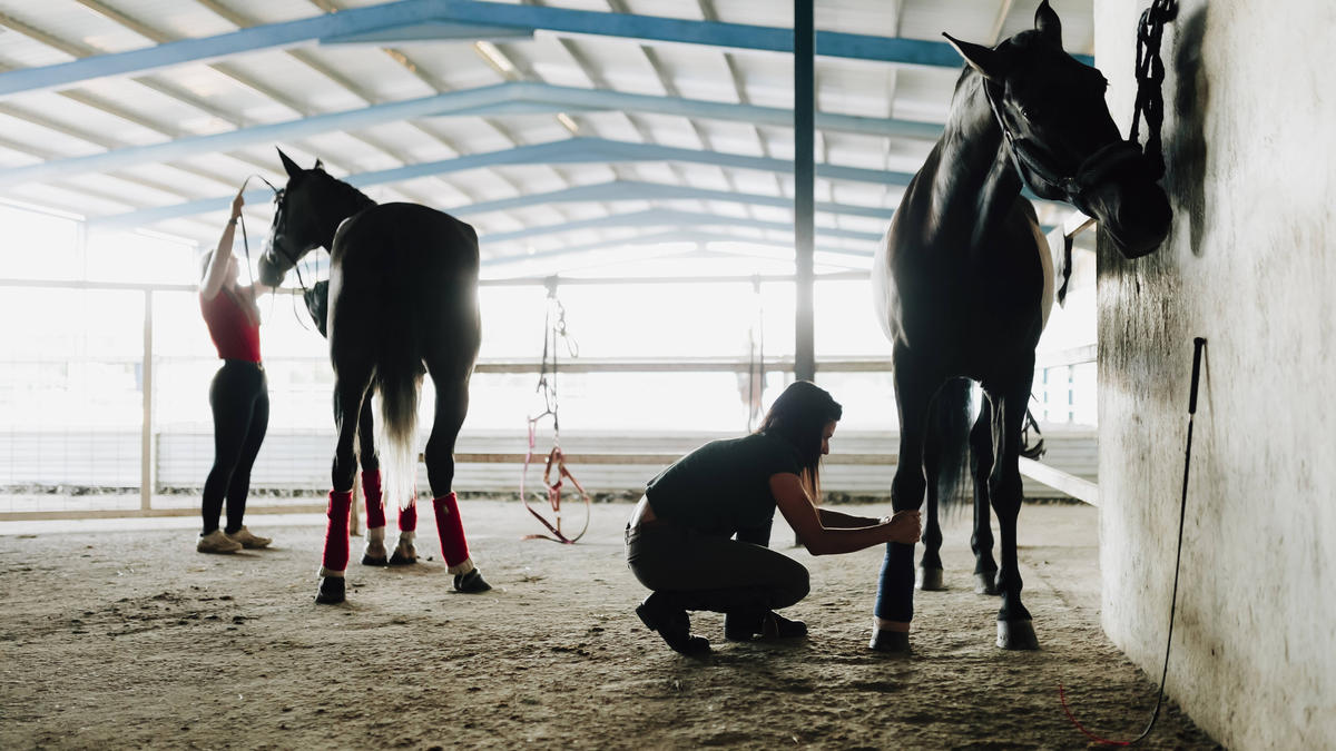 Der Reitsport ist schwer vom Herpes-Virus getroffen Der Reitsport ist schwer vom Herpes-Virus getroffen