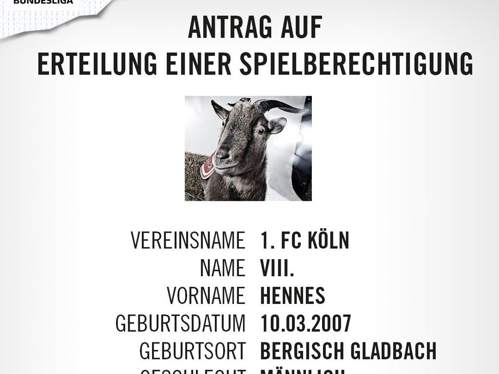 Maskottchen Hennes VIII. soll den 1. FC Köln retten (Bildquelle: twitter.com/fckoeln)