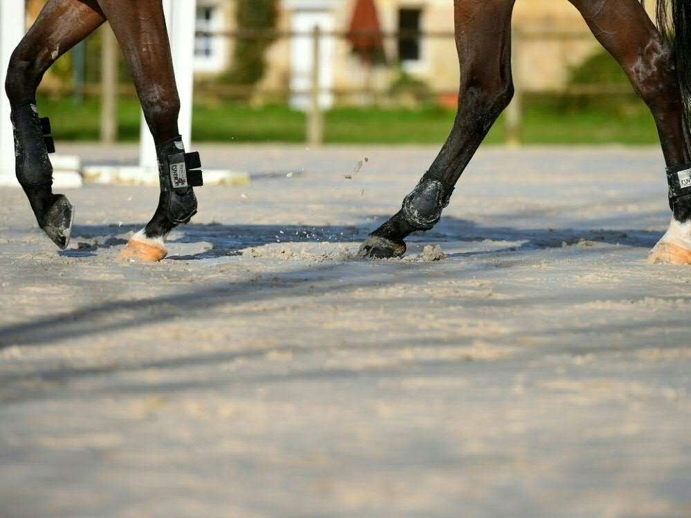 PETA erstattet Anzeige gegen Annelies Vorsselmans PETA erstattet Anzeige gegen Annelies Vorsselmans
