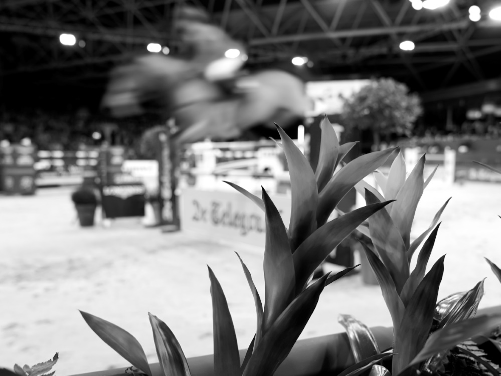 Der deutsche Reitsport trauert um Marion Jauß Der deutsche Reitsport trauert um Marion Jauß