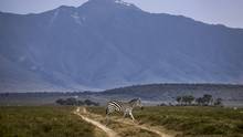 Nur 1 PS: Ein Zebra bei der Rallye-WM in Kenia