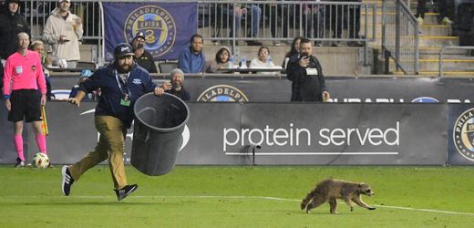 Tierischer Flitzer im US-Fußball: Ein Waschbär stürmt den Fußballplatz