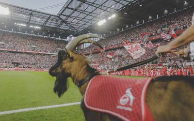 1. FC Köln: Filmreif zurück